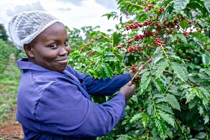 Nairobi: recorrido por la fábrica de café y la granja con traslado