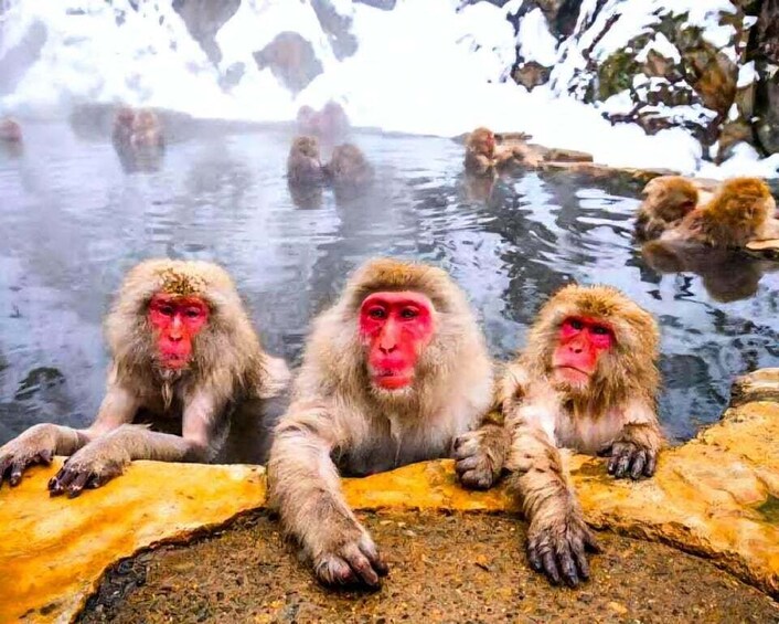 Snow monkeys Zenkoji temple one day private sightseeing tour