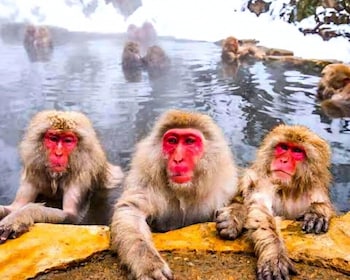 Snow monkeys Zenkoji temple one day private sightseeing tour