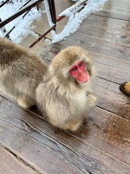 Picture 4 for Activity Snow monkeys Zenkoji temple one day private sightseeing tour