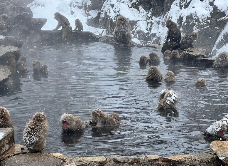 Picture 10 for Activity Snow monkeys Zenkoji temple one day private sightseeing tour