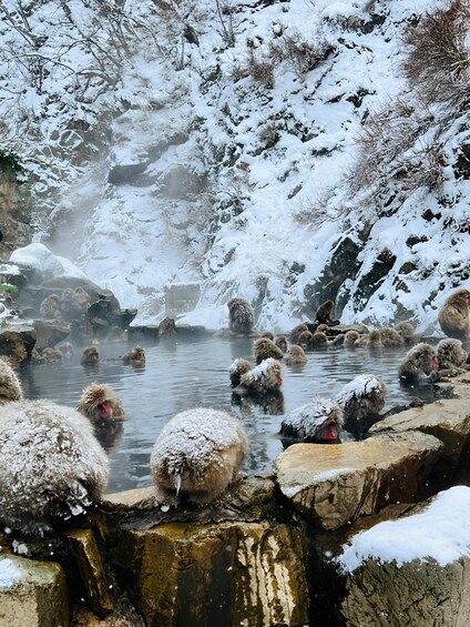 Picture 11 for Activity Snow monkeys Zenkoji temple one day private sightseeing tour