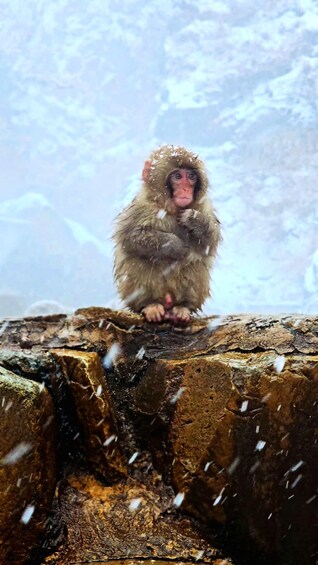 Picture 1 for Activity Snow monkeys Zenkoji temple one day private sightseeing tour