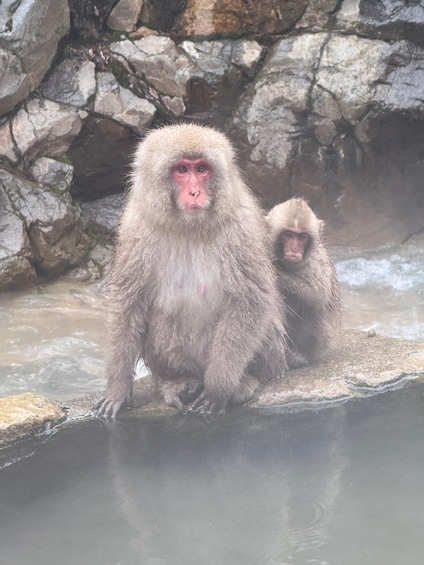 Picture 14 for Activity From Tokyo: Nagano Snow Monkey Park Zenkoji Temple Day Trip