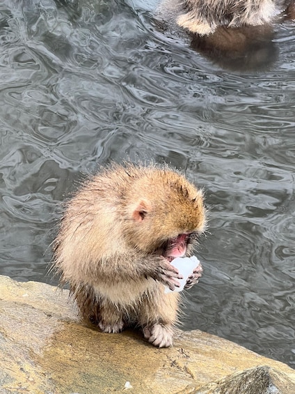 Picture 2 for Activity Snow monkeys Zenkoji temple one day private sightseeing tour