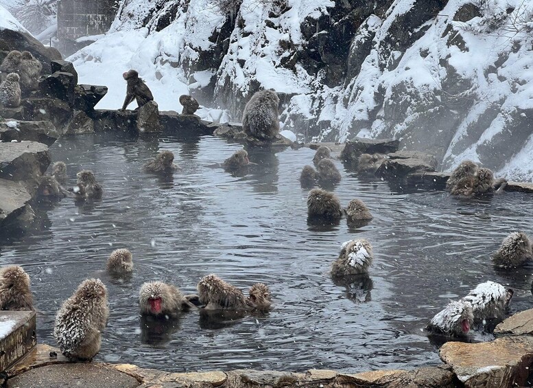 Picture 8 for Activity Snow monkeys Zenkoji temple one day private sightseeing tour