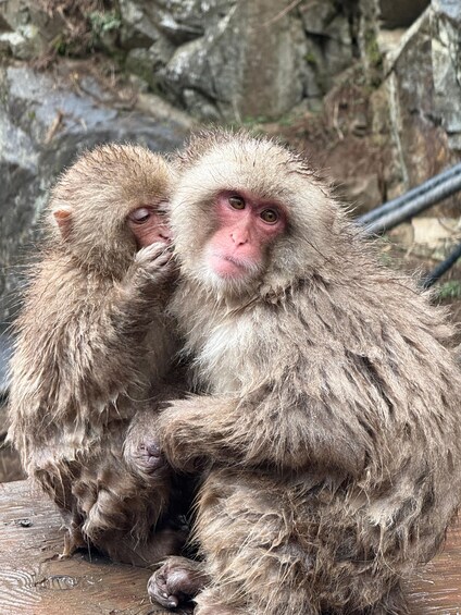 Picture 11 for Activity From Tokyo: Nagano Snow Monkey Park Zenkoji Temple Day Trip