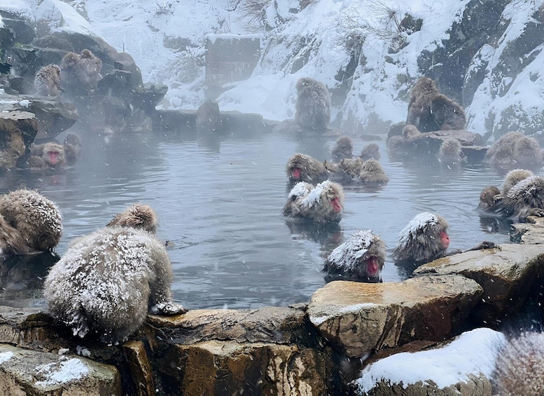 Picture 12 for Activity Snow monkeys Zenkoji temple one day private sightseeing tour