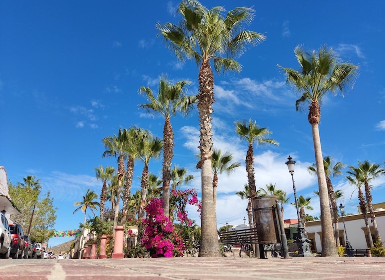 Picture 14 for Activity Cabo San Lucas: Balandra Beach and City Tour