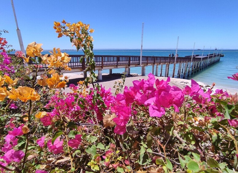 Picture 8 for Activity Cabo San Lucas: Balandra Beach and City Tour