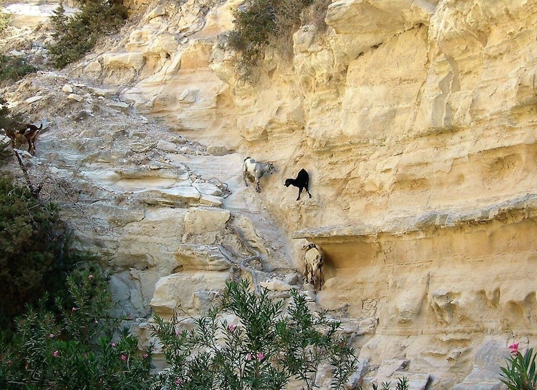 Picture 5 for Activity Paphos: Land Rover Jeep Safari Coastal Tour and Blue Lagoon