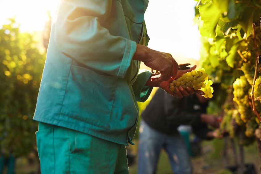 Picture 1 for Activity Discover the Secrets of Wine in the Algarve