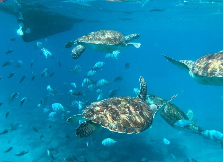 Picture 2 for Activity Private Snorkel Experience with Sea Turtle for Cruisers