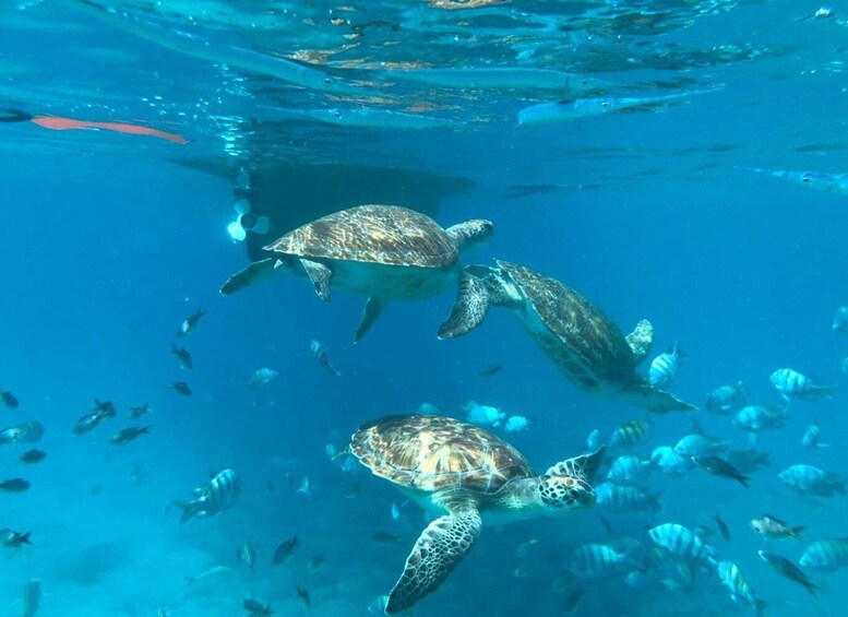 Picture 3 for Activity Private Snorkel Experience with Sea Turtle for Cruisers