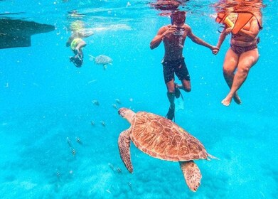 Experiencia privada de snorkel con tortugas marinas para cruceros