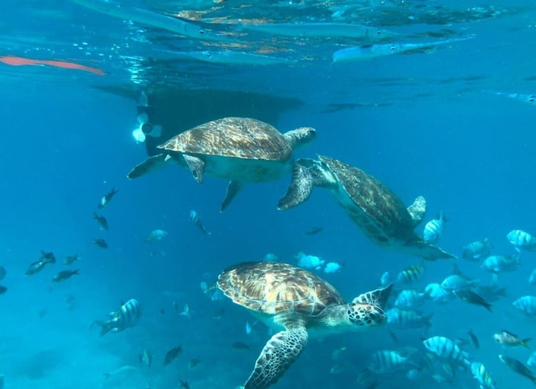 Picture 3 for Activity Private Snorkel Experience with Sea Turtle for Cruisers