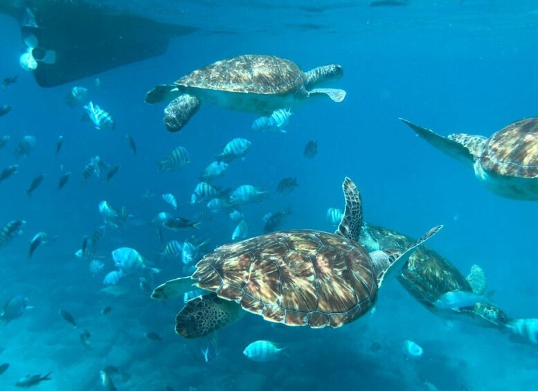 Picture 2 for Activity Private Snorkel Experience with Sea Turtle for Cruisers