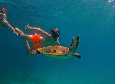 Snorkelling with turtles in Fujairah with BBQ lunch