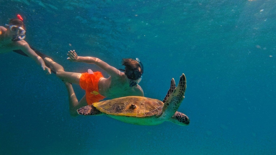 Snorkeling with turtles in Fujairah with BBQ lunch