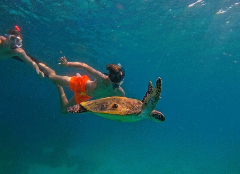 Snorkeling with turtles in Fujairah with BBQ lunch