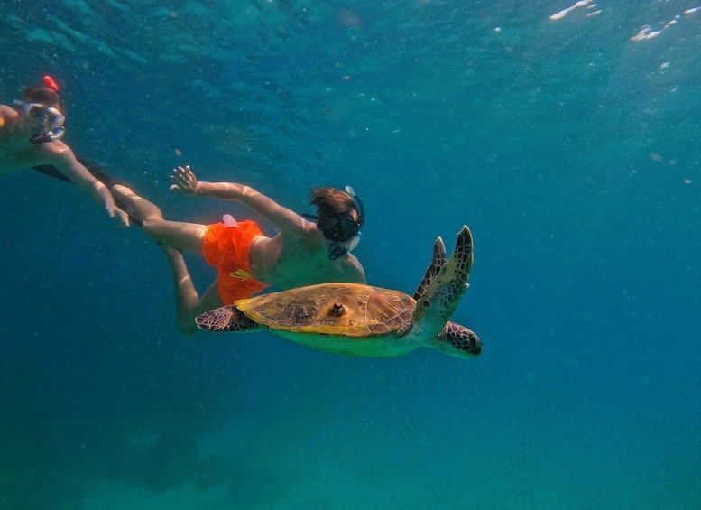 Snorkeling with turtles in Fujairah with BBQ lunch