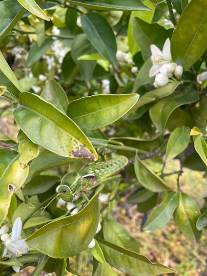 Picture 22 for Activity Near Cagliari: Wild Herbs and Healing at "In Our Garden"