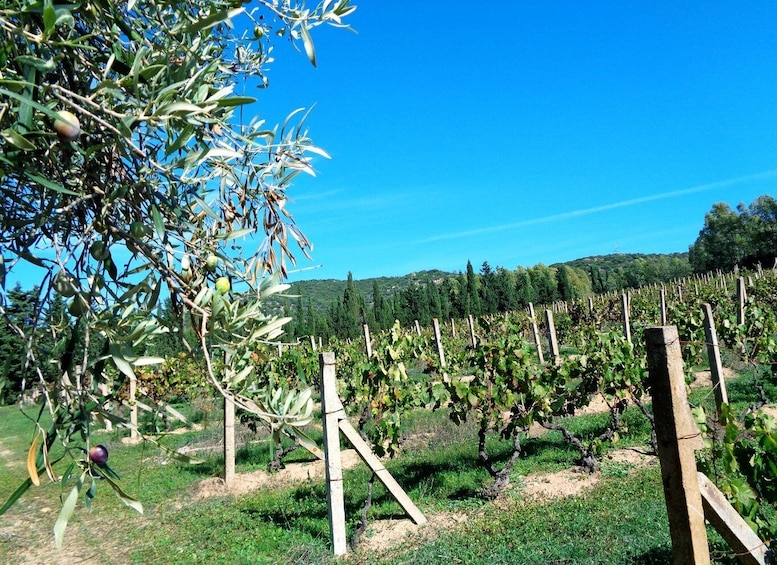 Picture 5 for Activity Into the world of Sardinian wild herbs