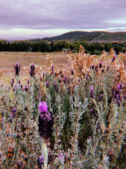 Picture 8 for Activity Into the world of Sardinian wild herbs