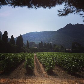 Vintur i Cassis: hav, klipper og vingårder