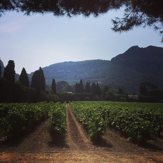 Picture 4 for Activity Cassis wine tour: sea, cliffs and vineyards