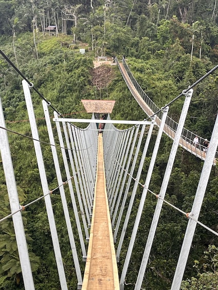 Vanuatu Jungle Canyon Swing