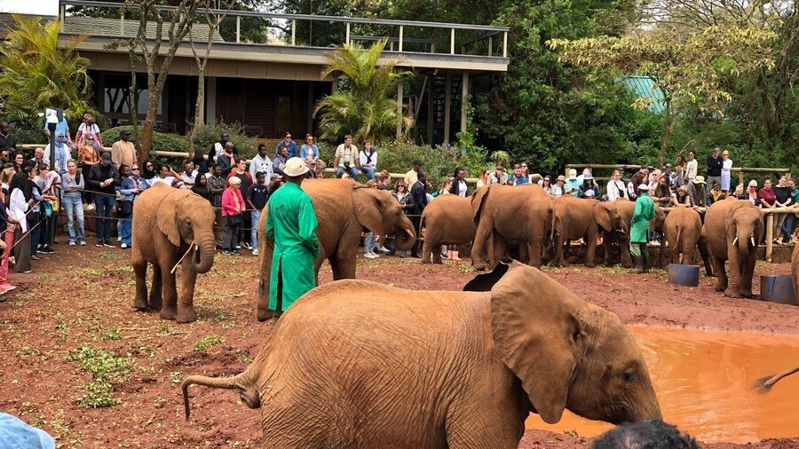 Small group tour; Nairobi park with elephant sanctuary.