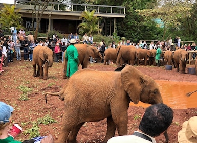 Nairobi; National Park, Elephant Sanctuary & Giraffe Center.