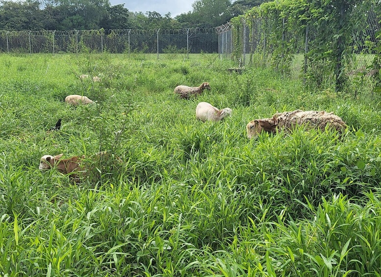 Picture 3 for Activity Regenerative Farm Day Trip 1 hr from Panama City in Chepo