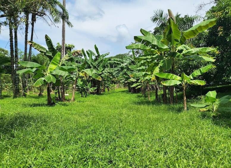 Picture 1 for Activity Regenerative Farm Day Trip 1 hr from Panama City in Chepo