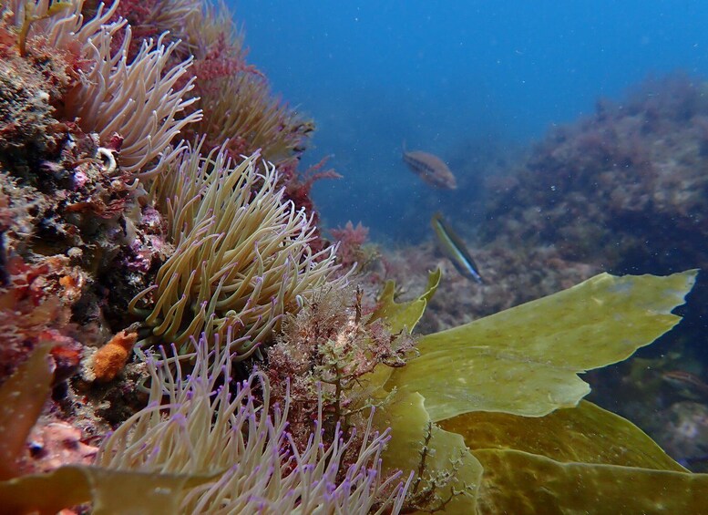 Picture 6 for Activity Sesimbra: Arrábida Marine Reserve Scuba Diving Experience