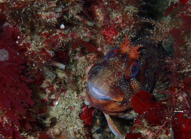 Picture 5 for Activity Sesimbra: Arrábida Marine Reserve Scuba Diving Experience