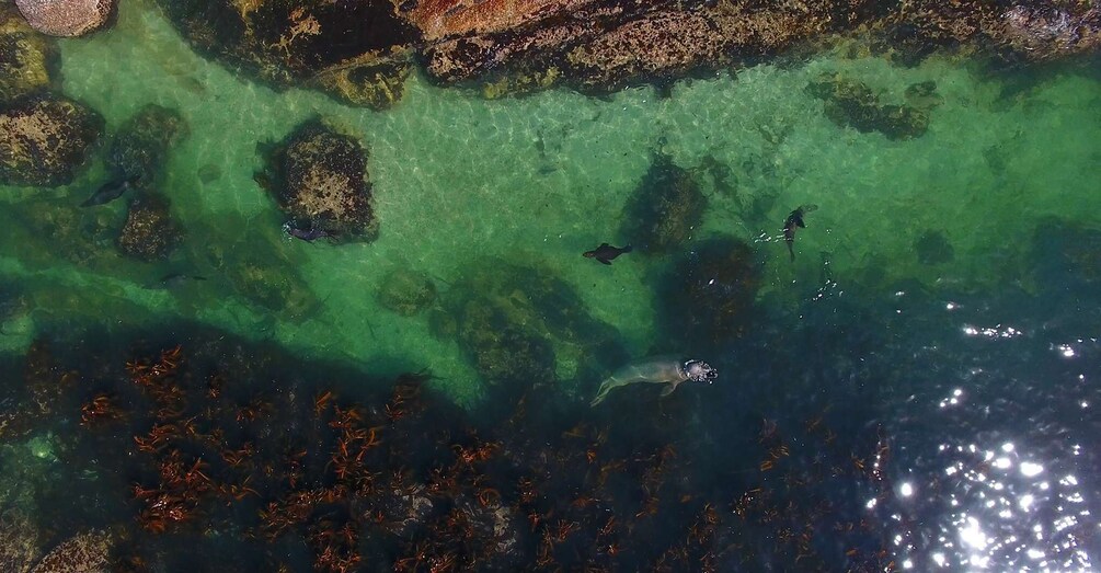 Picture 5 for Activity From Cape Town: Glass-Bottom Boat Seal Watching Tour