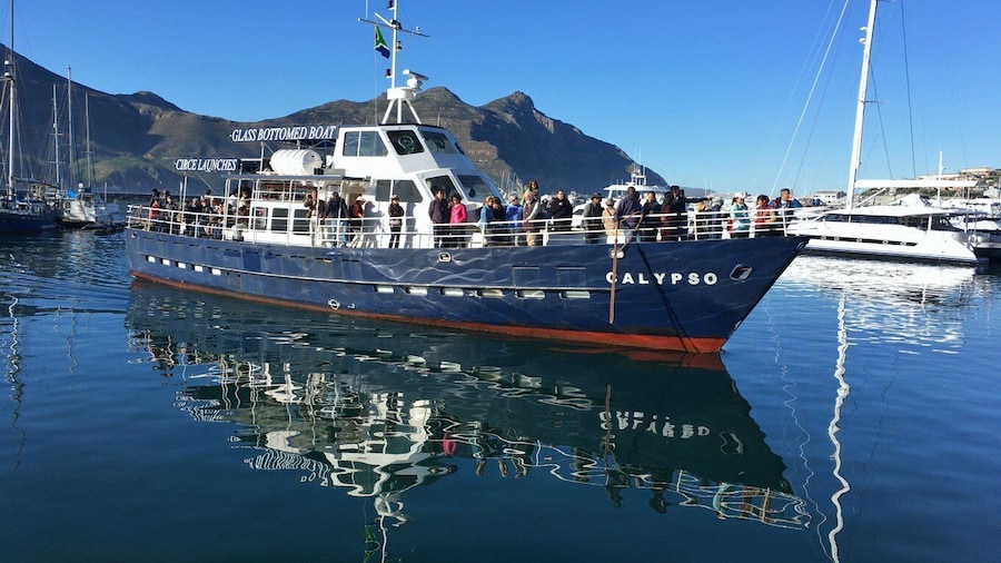 From Cape Town: Glass-Bottom Boat Seal Watching Tour