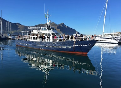 From Cape Town: Glass-Bottom Boat Seal Watching Tour