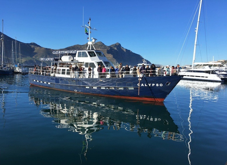 From Cape Town: Glass-Bottom Boat Seal Watching Tour