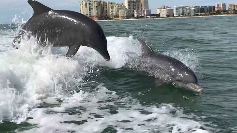 Wild Dolphin Boat Tour