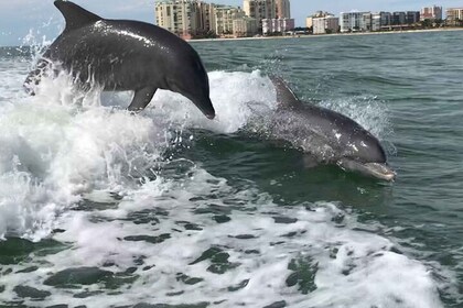 Wild Dolphin Boat Tour