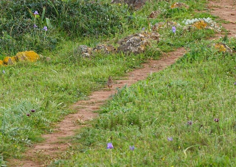 Picture 7 for Activity Algarve: Guided WALK in the Natural Park | South Coast