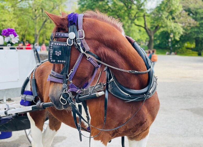 Picture 2 for Activity New York City: Central Park Private Horse and Carriage Tour