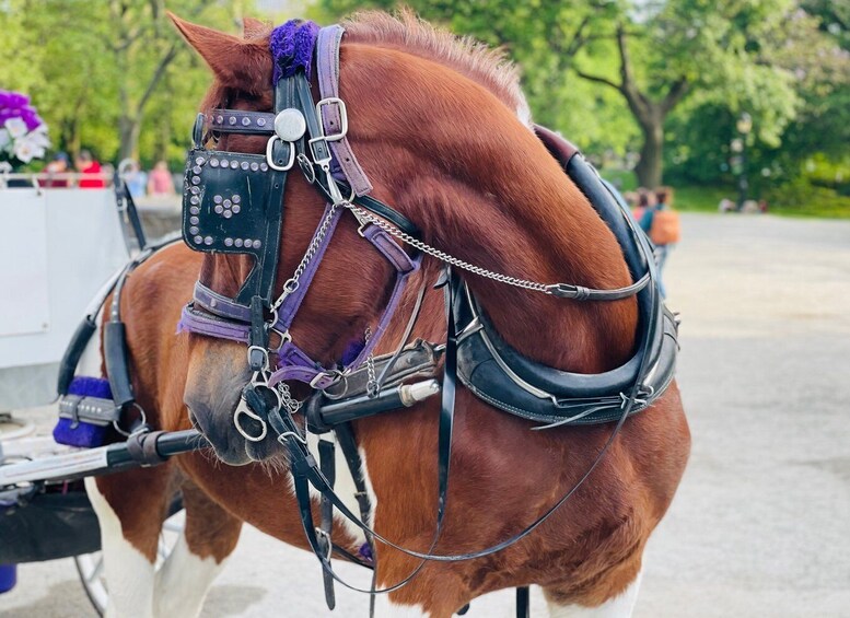 Picture 2 for Activity New York City: Central Park Private Horse and Carriage Tour