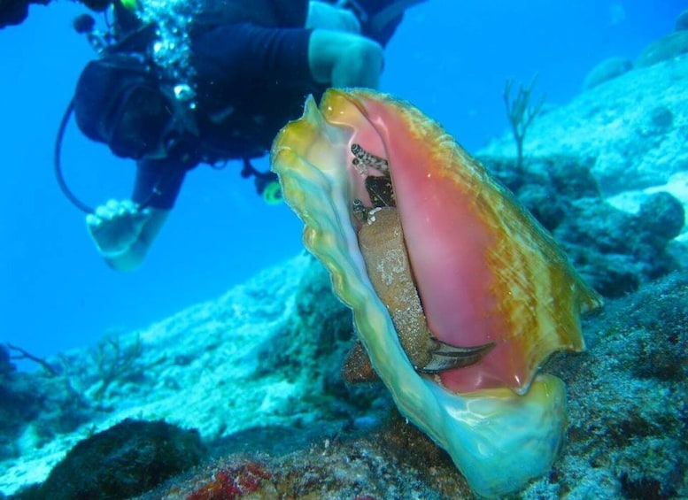 San Domino, Tremiti: try scuba, first diving experience