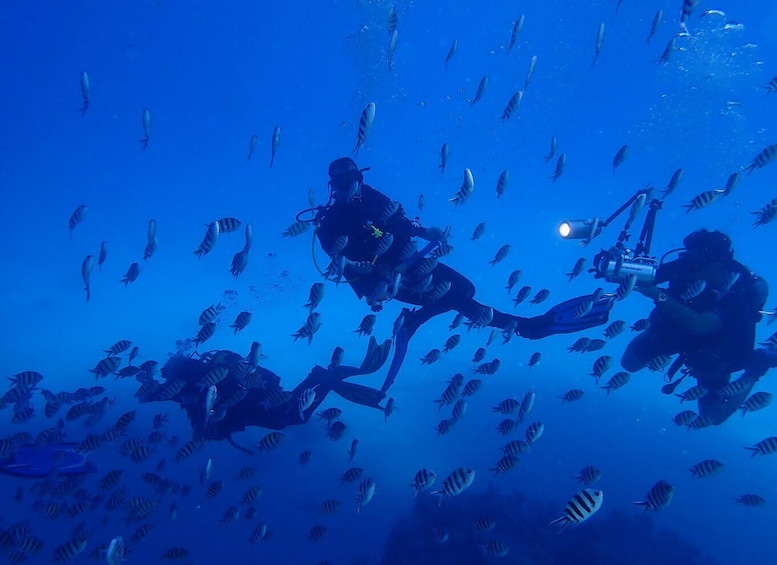 Picture 4 for Activity Lisbon: Try Dive in Arrábida Natural Park and Marine Reserve