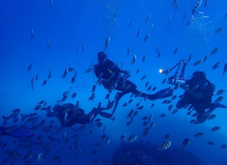 Picture 4 for Activity Lisbon: Try Dive in Arrábida Natural Park and Marine Reserve