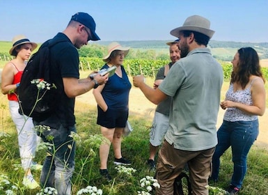 Troyes: Guided Vineyard Hike & Champagne Tasting Experience